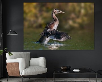 young great crested grebe chick starts the first flight on von Mario Plechaty Photography