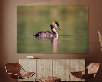 adulte great crested grebe nageant sur un étang sur Mario Plechaty Photography