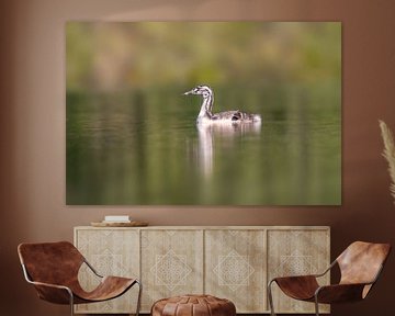 young great crested grebe chick swims on a pond von Mario Plechaty Photography