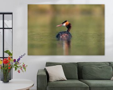 adulte great crested grebe nageant sur un étang sur Mario Plechaty Photography