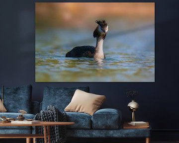 adult great crested grebe swims on a pond von Mario Plechaty Photography