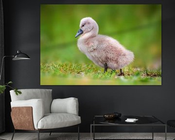 young swan chick by Mario Plechaty Photography