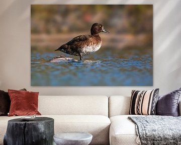 Canard sur un étang sur Mario Plechaty Photography
