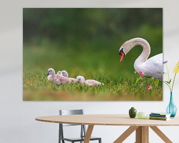 junge Schwan Küken mit Mutter von Mario Plechaty Photography