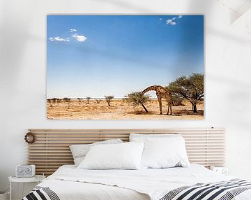 Giraf eet van een acacia in woestijnlandschap van Simone Janssen