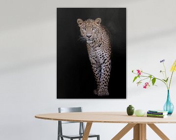 Focus! Full panther portrait against black background by Barbara Kempeneers
