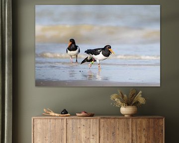 Oystercatchers on the coast by natascha verbij