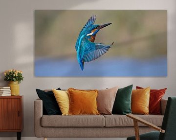 Kingfisher - Action in panoramic format by Kingfisher.photo - Corné van Oosterhout