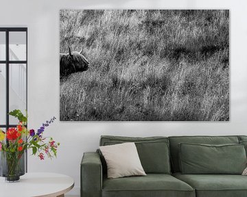 Hooglandkoe (Highland Cow  Schotse Hooglander) op de Heide, zwart-wit van Crystal Clear