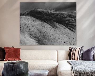 Impression of a Horse in Black and White by Crystal Clear