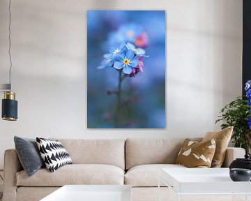 Forget-me-not, dreamy blue by MMFoto