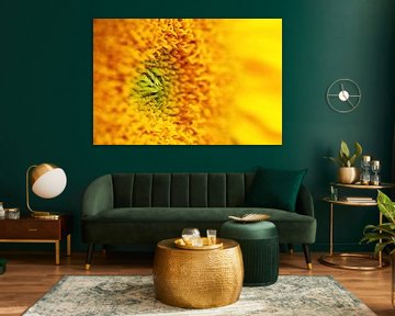 Detail einer Sonnenblume von MMFoto