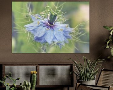 Love in a Mist van MMFoto