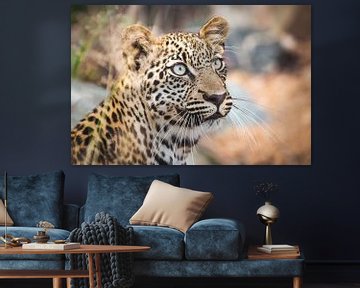 Portrait of a young leopard in South Africa by Simone Janssen