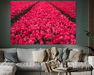 Veld vol rode bloeiende tulpen, in drie rijen, in Nederland van Simone Janssen