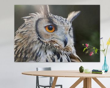 Bengal Eagle owl by RT Photography