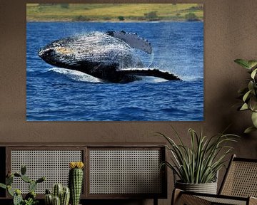 Bultrug-walvis springt uit de zee bij Hawaii in de Grote Oceaan van Martijn de Jonge