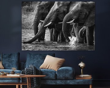 Black and white photo of drinking elephants