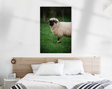 Walliser zwartneus schapen op de rand van Leo Schindzielorz