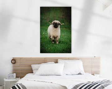 Walliser zwartneus schapen in kleur van Leo Schindzielorz