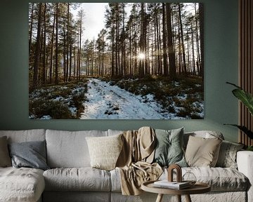 Reisfotografie Vrådal Noorwegen | naaldbos met ondergaande zon van Christien Hoekstra