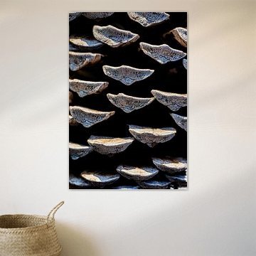 een denneappel dicht bij door macro