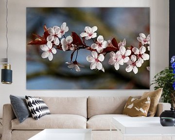 Fleur de cerisier, prunus en fleurs sur Marian Bouthoorn