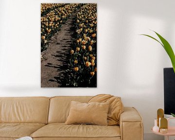 Beginning of spring - Tulip fields by Angela van der Zee