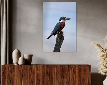 Ringed Kingfisher | Standing | Kingfisher | Mexico | Wildlife by Kimberley Helmendag