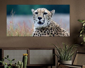 Cheetah by Marian Bouthoorn