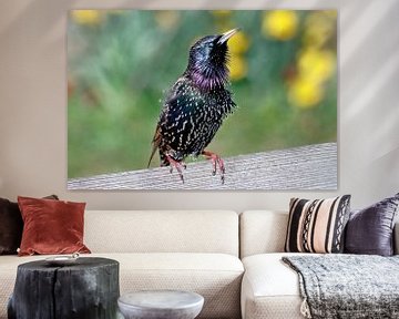 Starling by Marian Bouthoorn