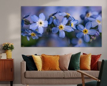 Un panorama de myosotis bleus en rangée sur Marjolijn van den Berg