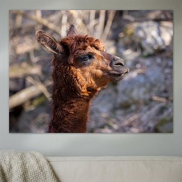 Portrait d'alpaga