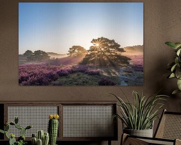 Sunrise on the beautiful purple blooming heathland by John van de Gazelle