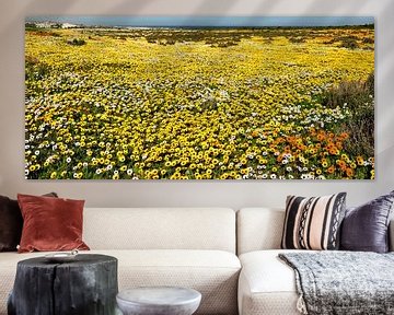 Yellow sea of flowers in South Africa by Corinne Welp