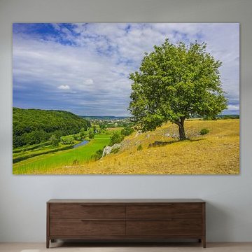 Willow beech, Eselsburg valley, Swabian Alb