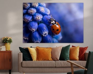 Eyecatcher: Blauw druifje krijgt bezoek van een Lieveheersbeestje van Marjolijn van den Berg