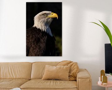 Amerikaanse zeearend of Bald Eagle (Haliaeetus leucocephalus) van Gert Hilbink