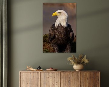 Amerikaanse zeearend of Bald Eagle (Haliaeetus leucocephalus)