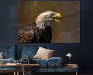 Amerikaanse zeearend of Bald Eagle (Haliaeetus leucocephalus)