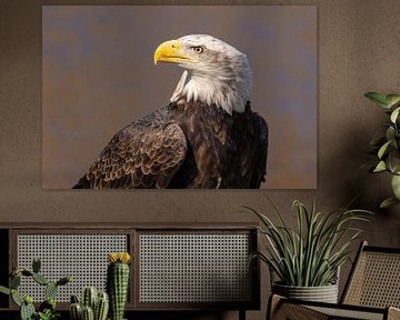Amerikaanse zeearend of Bald Eagle (Haliaeetus leucocephalus)
