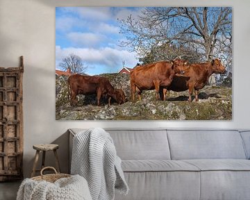 swedish breed red cows by Geertjan Plooijer