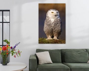 Sneeuwuil (Bubo scandiacus) van Gert Hilbink