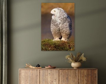 Harfang des neiges (Bubo scandiacus) sur Gert Hilbink