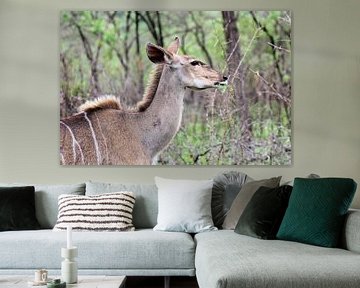 Browsing Greater Kudu by Melanie & Wiebe Hofstra