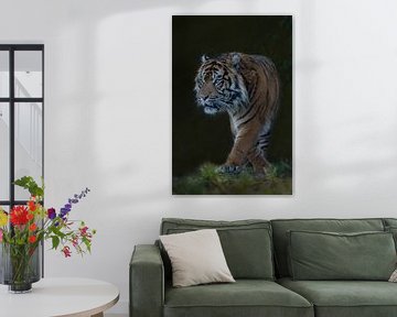Siberische Tijger, (Panthera tigris altaica) van Gert Hilbink