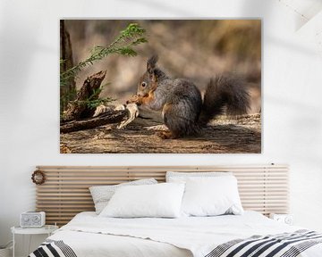 Eekhoorn aan het eten in het bos. van Janny Beimers
