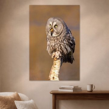 La chouette de Laponie (Strix nebulosa)