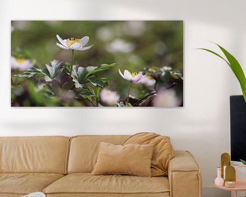 Mooie witte bosanemonen van Imladris Images