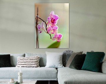 Roze orchidee in bloei - lage scherptediepte